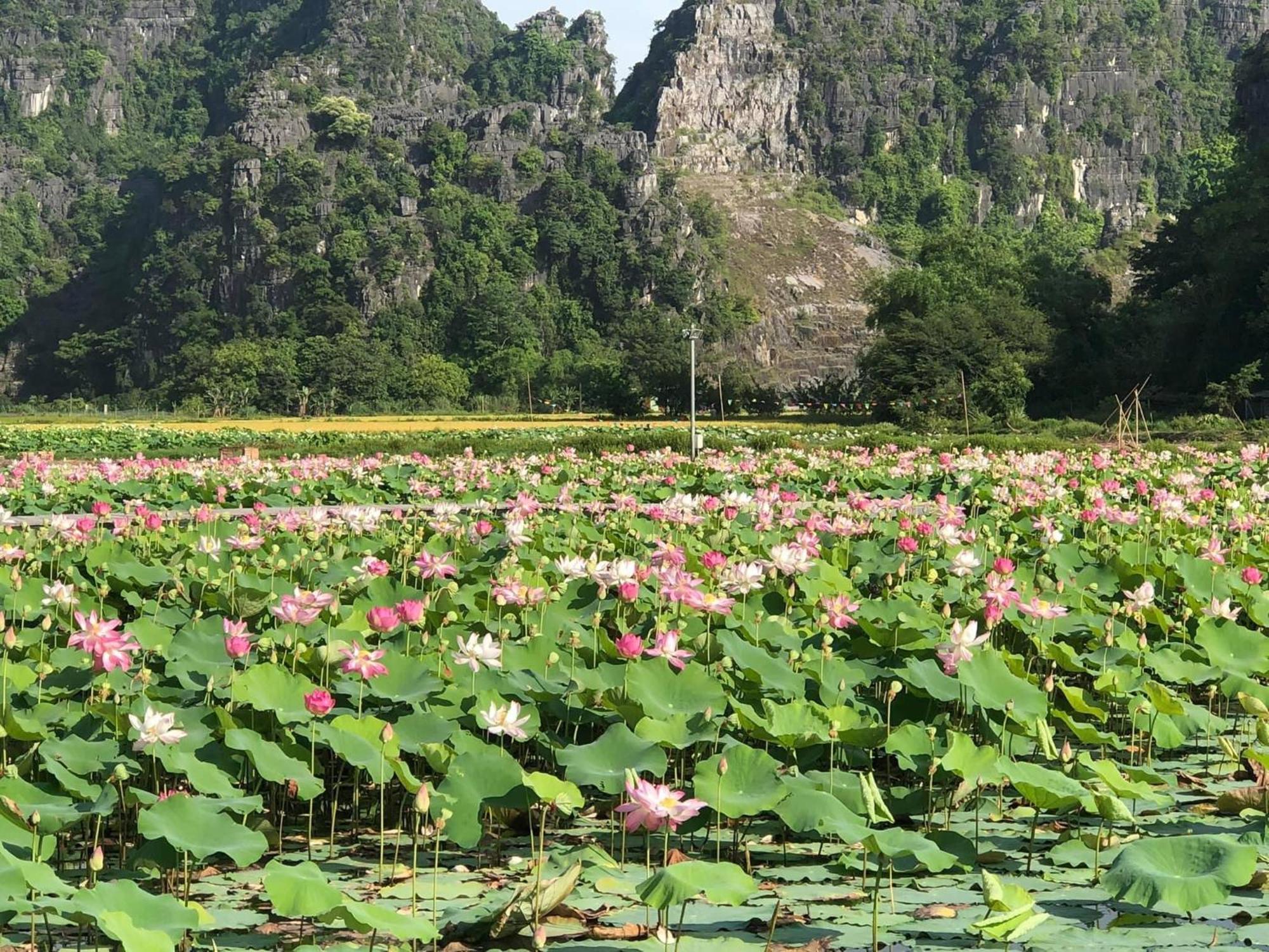 Tam Coc - Thanh Homestay Ninh Binh Exteriér fotografie